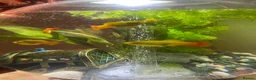 Platies fish for sale: Sunset platies in Wellington - Advert 2