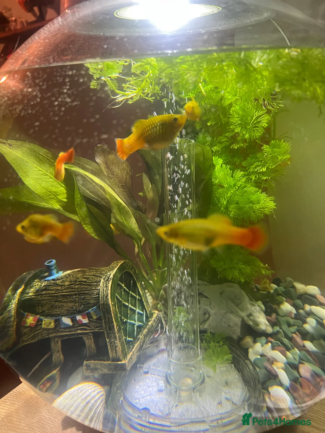 Platies fish for sale: Sunset platies in Wellington - Advert 2