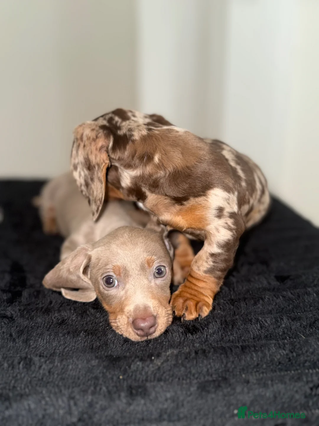 Miniature Dachshund dogs for sale: Two beautiful miniature puppies - Advert 1