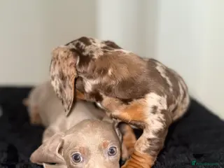 Miniature Dachshund dogs Two beautiful miniature puppies - Advert 1