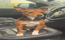 Jack Russell dogs for sale: Jack Russel Puppies - Image 5