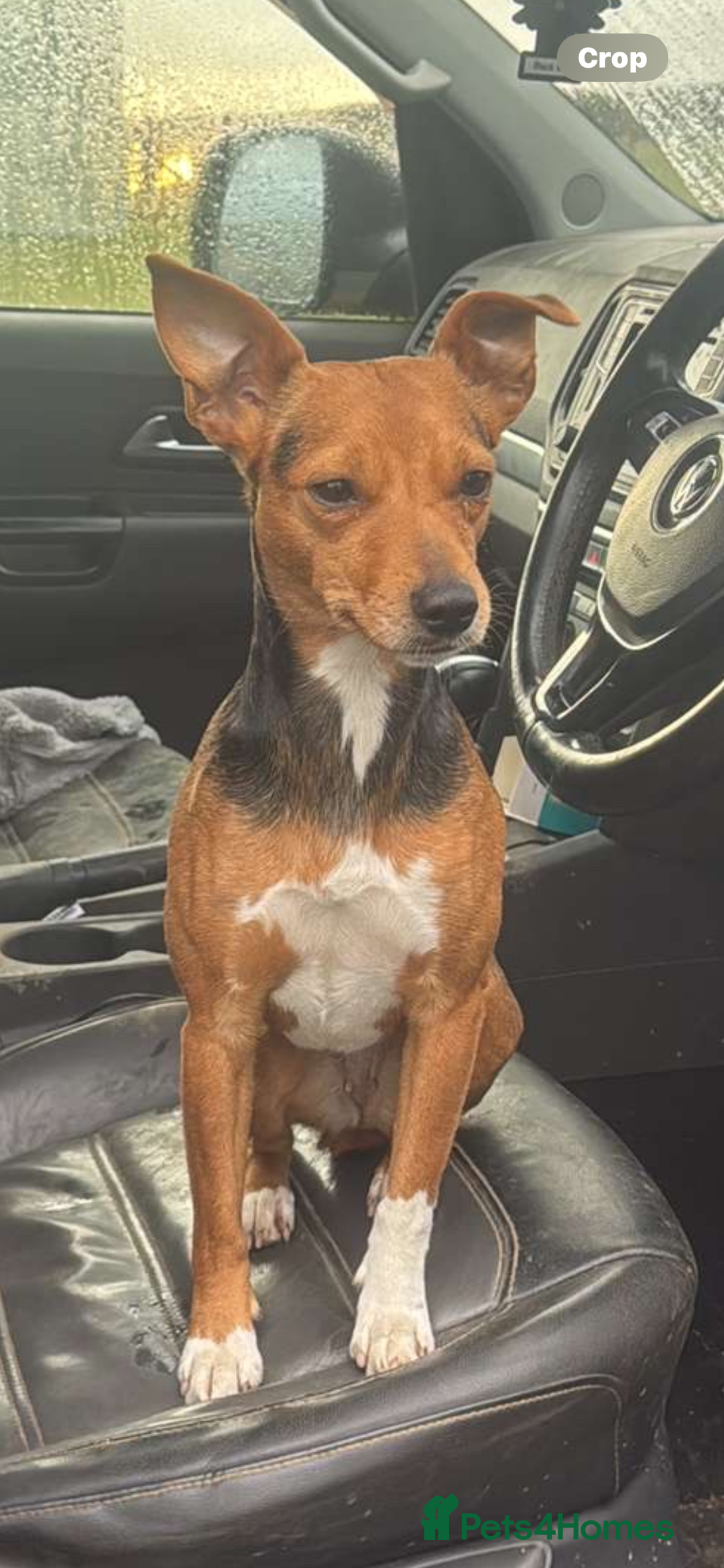 Jack Russell dogs for sale: Jack Russel Puppies - Image 5