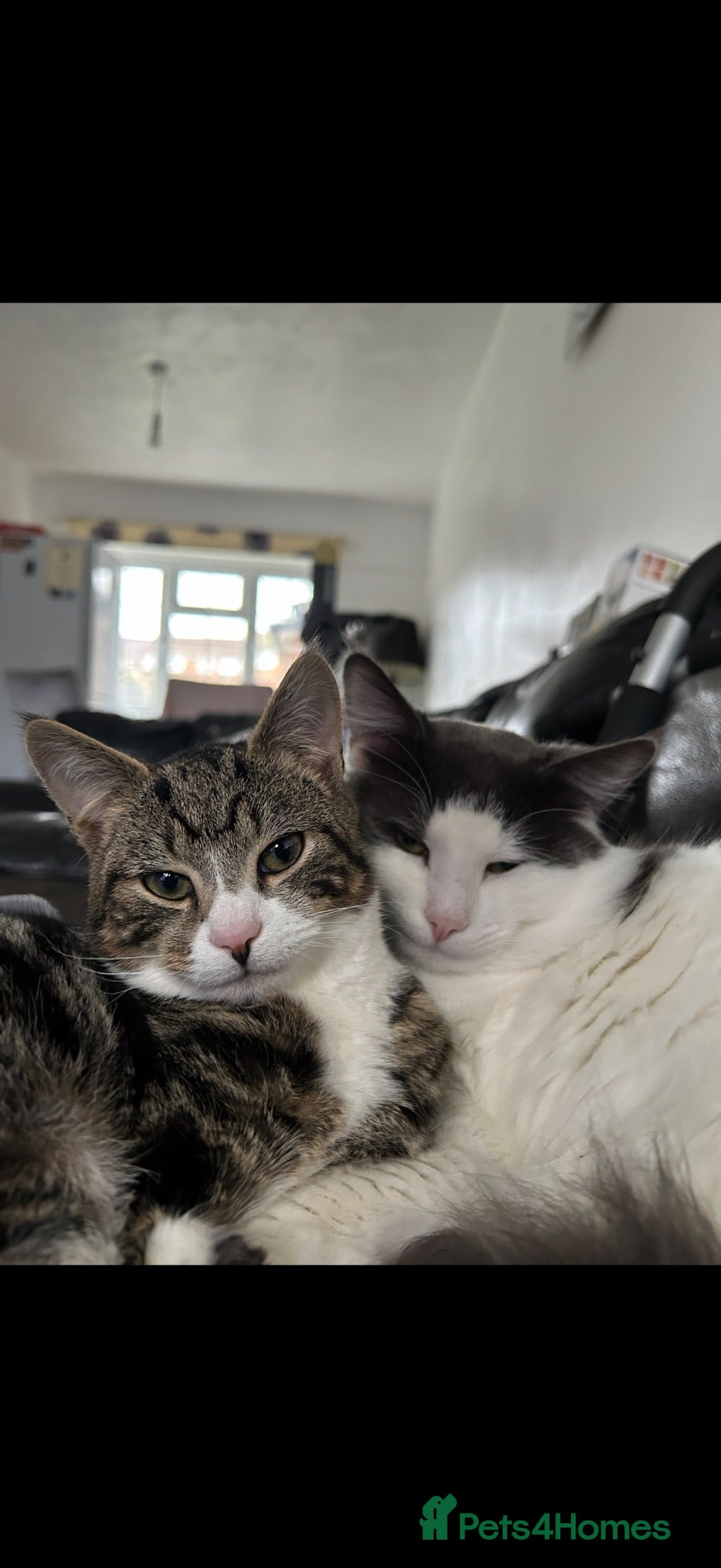 Mixed Breed cats Two sweet cats , twice the affection. - Advert 1