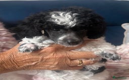 Toy Poodle dogs for sale: Rare parti poodle puppies - Image 6