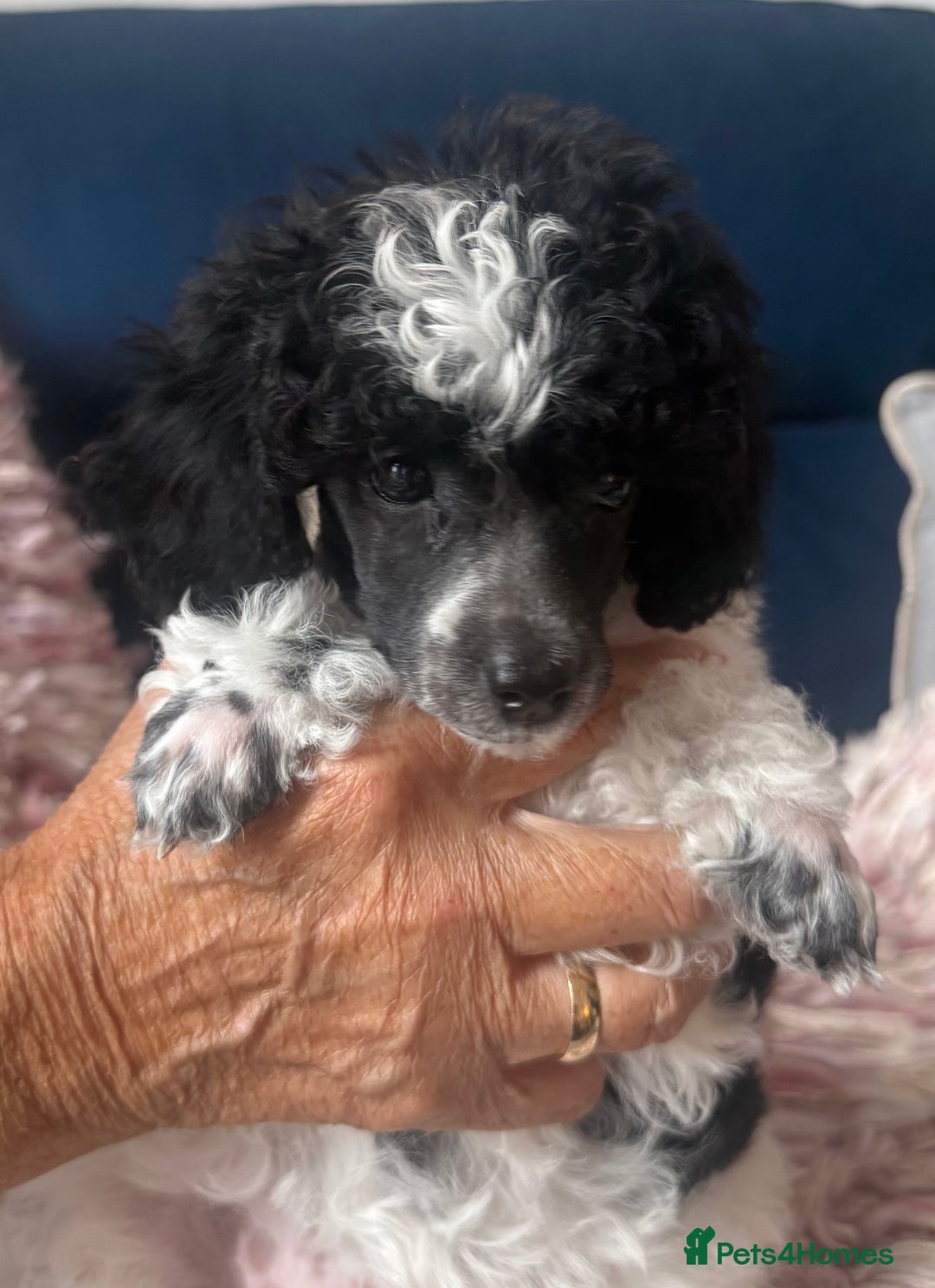 Toy Poodle dogs for sale: Rare parti poodle puppies - Image 6