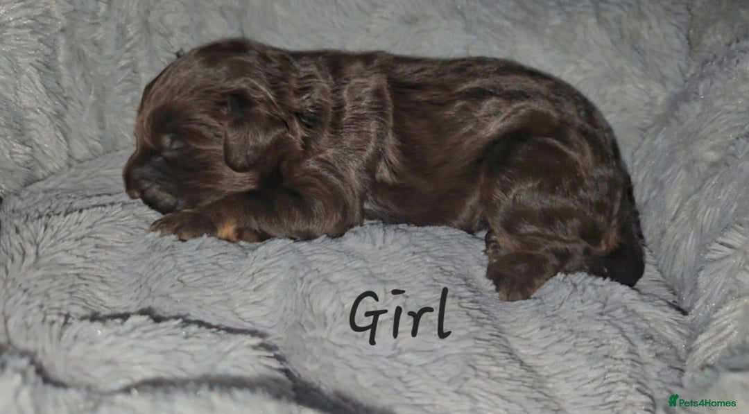 Cockapoo dogs for sale: F1b chocolate/Chocolate and Tan Cockapoo's  - Advert 7