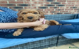 Cockapoo dogs for stud: Milo  - Image 4