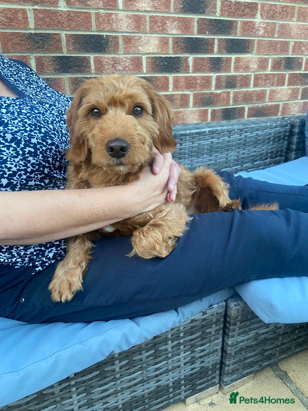 Cockapoo dogs for stud: Milo  - Image 4