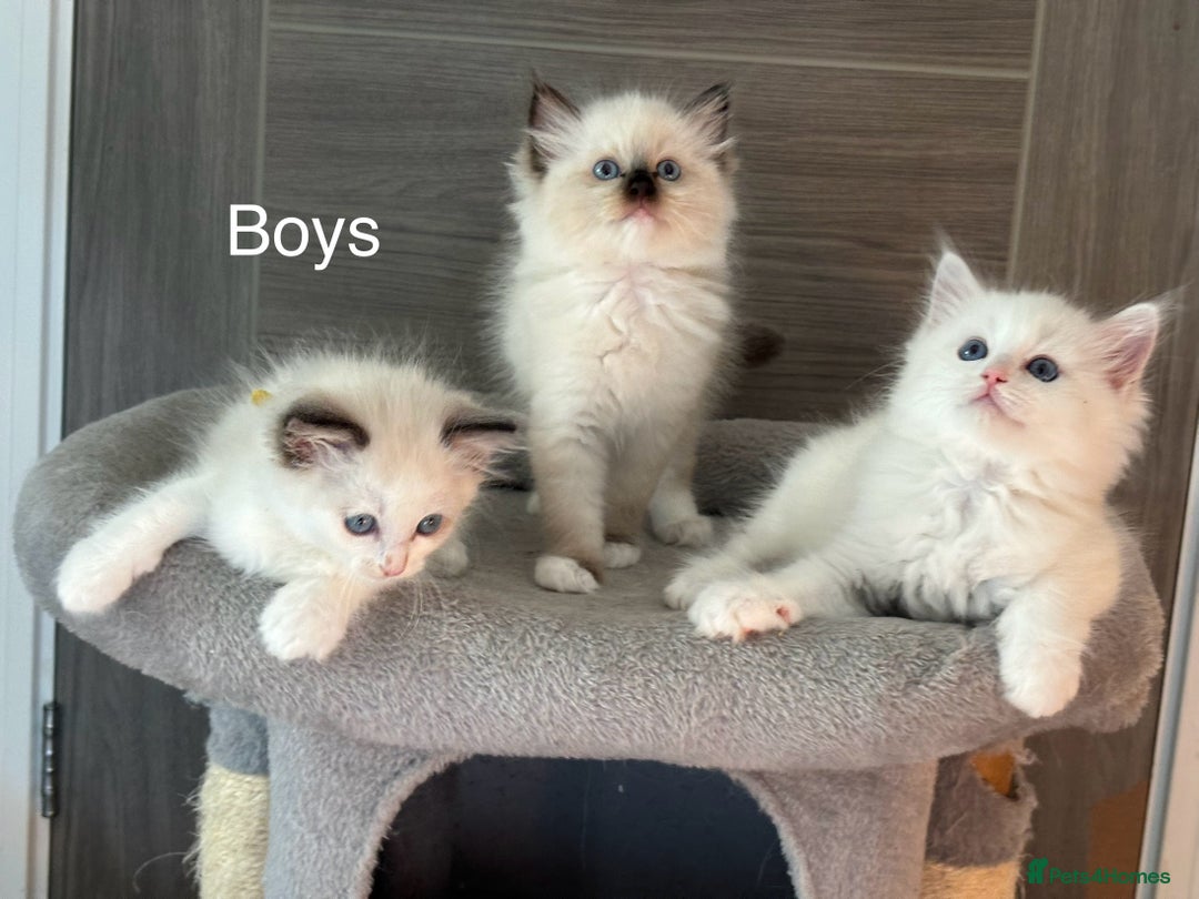 Ragdoll cats for sale: Attention🎈Rare Kitten  - Image 12