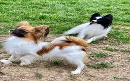 Papillon dogs for sale: 1 beautiful papillon girl puppy for sale - Image 4