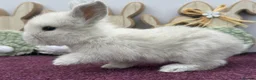 Mini Lop rabbits for sale: Mini lop boys and girls  - Advert 13