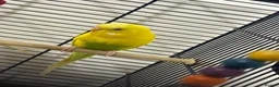 Budgerigars birds for sale: Male budgie in Hull - Advert 1