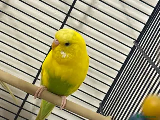 Budgerigars birds Male budgie in Hull - Advert 3