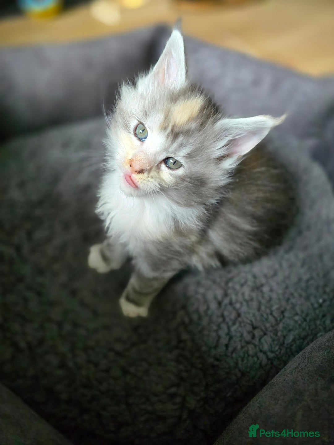 Maine Coon cats for sale: TICA Pedigree Maine Coon Kittens  - Image 23