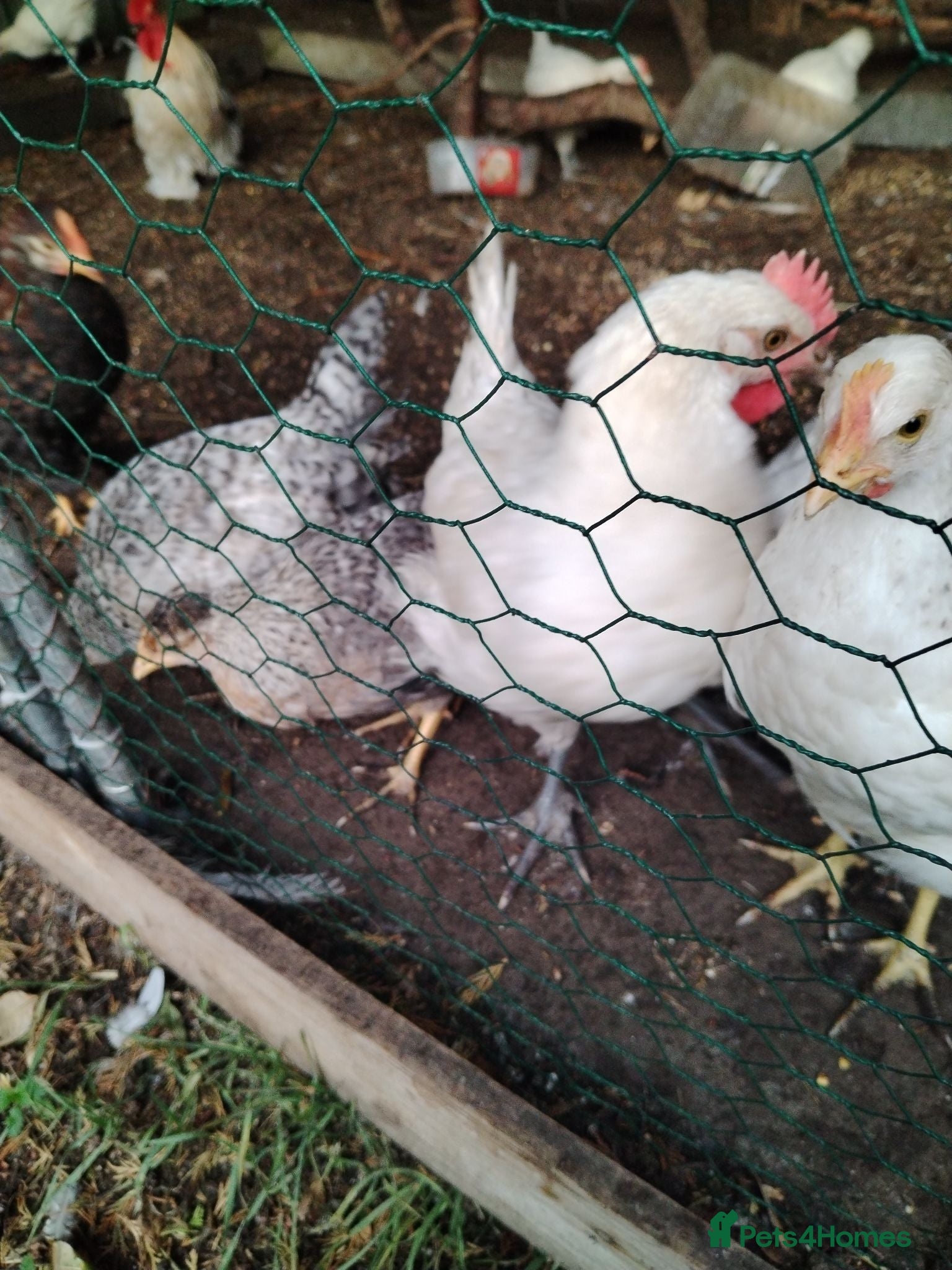 Chickens poultry For sale, 10 pullets 3 adults mixed breeds - Advert 4