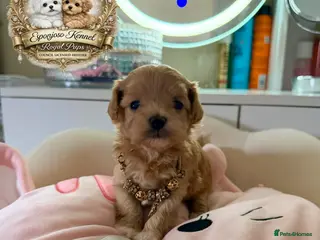 Maltipoo dogs 👑One in a Million F1 tiny Asian Maltipoo👑 - Advert 1