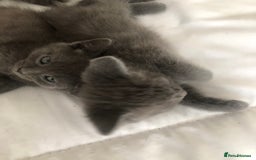 British Shorthair cats for sale: Shorthair x Maincoon kittens for sale - Image 15