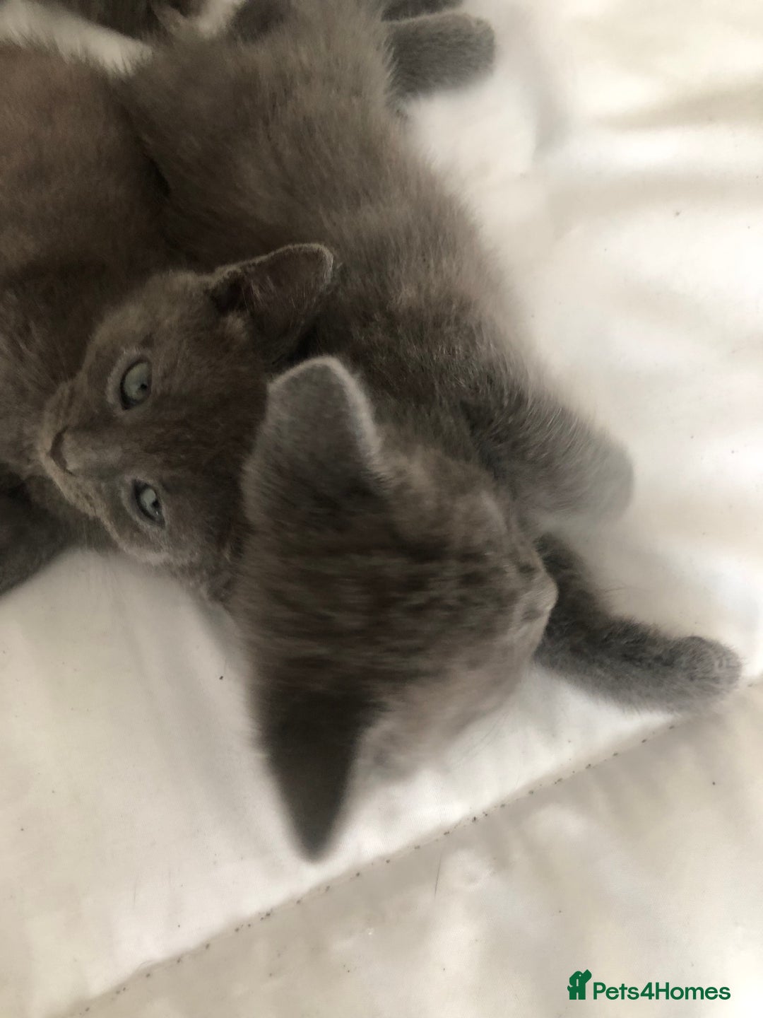British Shorthair cats for sale: Shorthair x Maincoon kittens for sale - Image 15