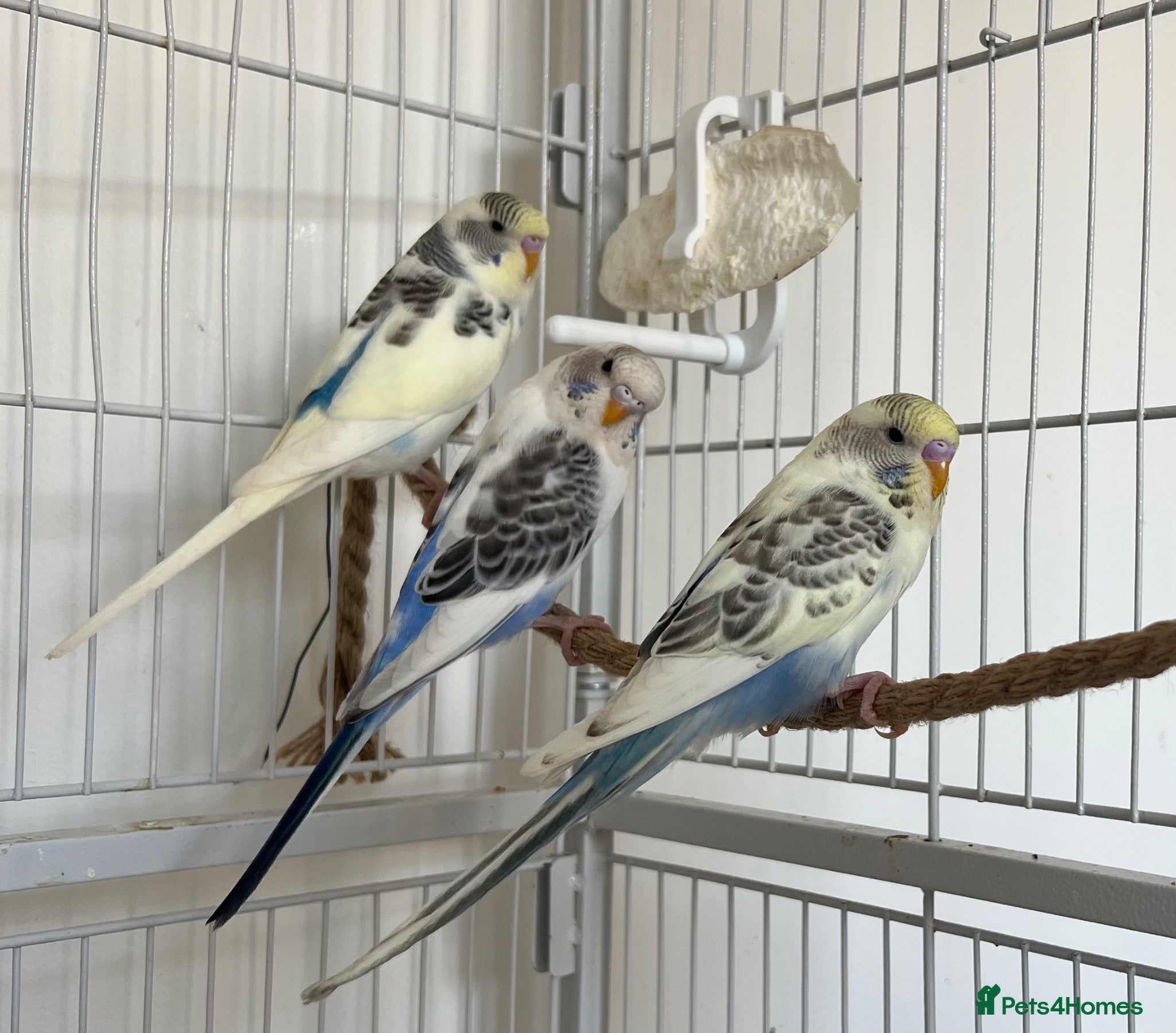 Budgerigars birds Baby Budgies - Advert 2