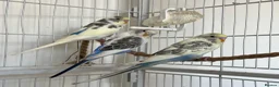 Budgerigars birds for sale: Baby Budgies - Advert 1