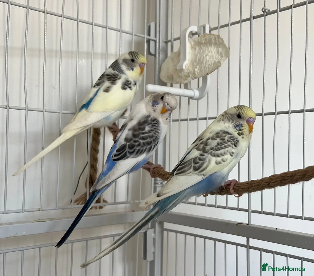 Budgerigars birds for sale: Baby Budgies - Advert 1