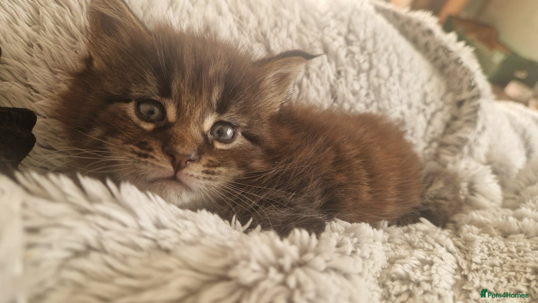 Maine Coon cats for sale: Male mainecoon  - Image 7