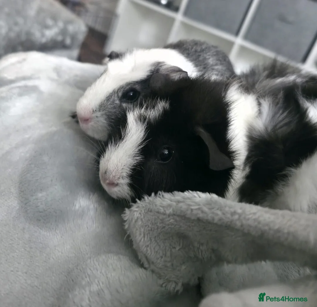 Guinea Pig rodents for sale: Male guinea pig  - Advert 1