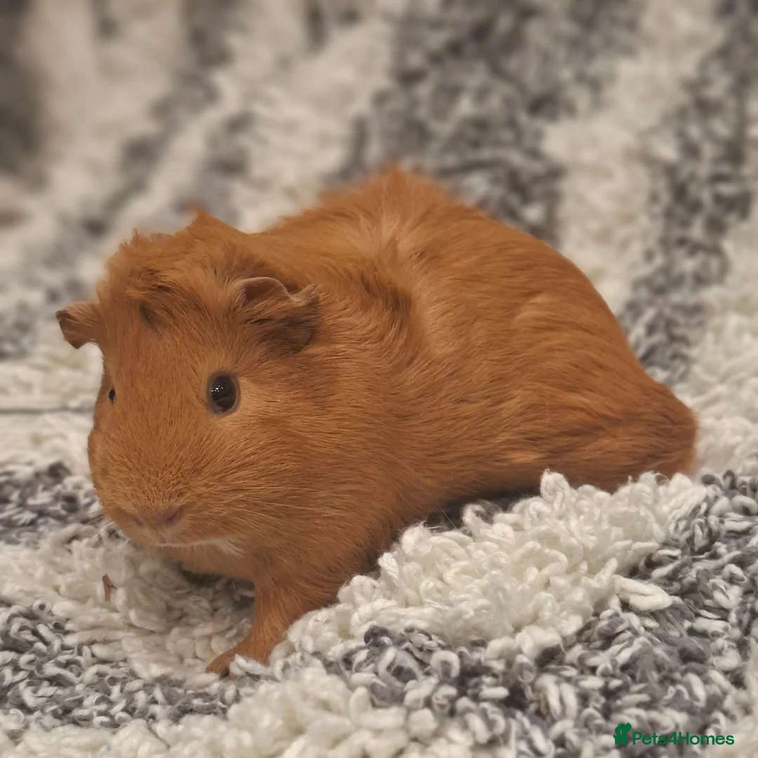 Guinea Pig rodents for sale: Guinea pigs  in Southampton - Advert 1