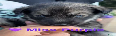 Miss Purple