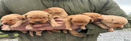Labrador Retriever dogs for sale: KC Registered Fox Red Labrador Puppies - Advert 6