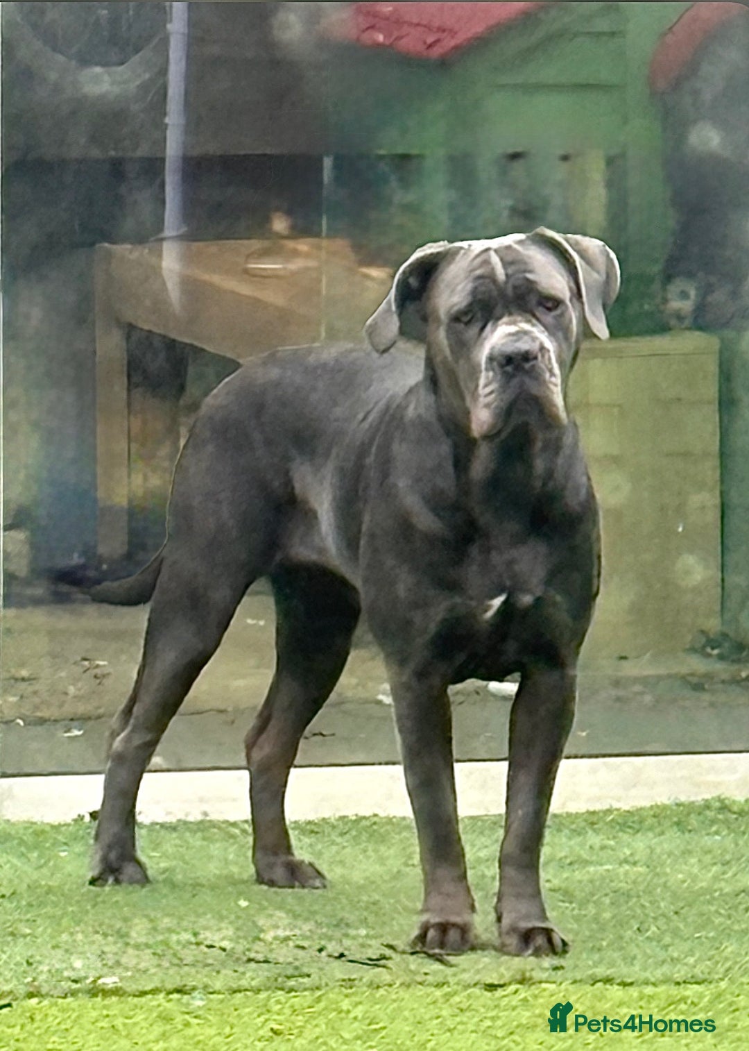 Cane Corso dogs for stud: Female Cane corso for Breed  - Image 5