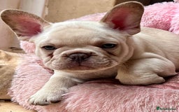 French Bulldog dogs for sale: Beautiful French Bulldog Puppies - Image 16