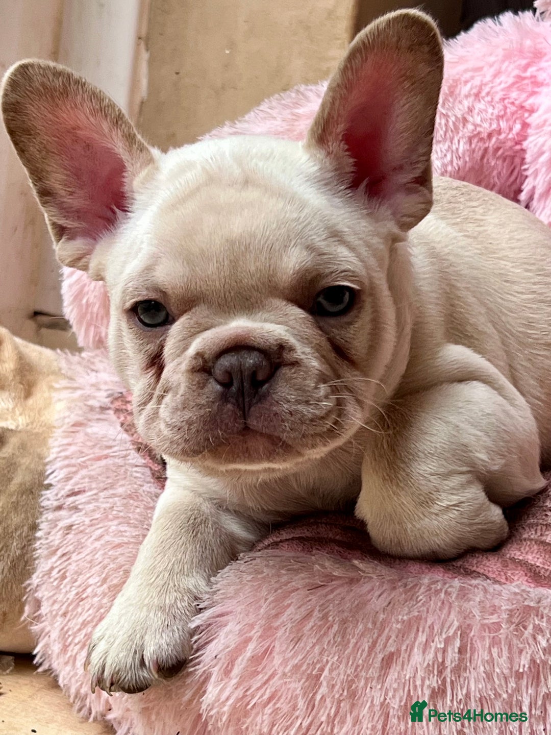 French Bulldog dogs for sale: Beautiful French Bulldog Puppies - Image 16