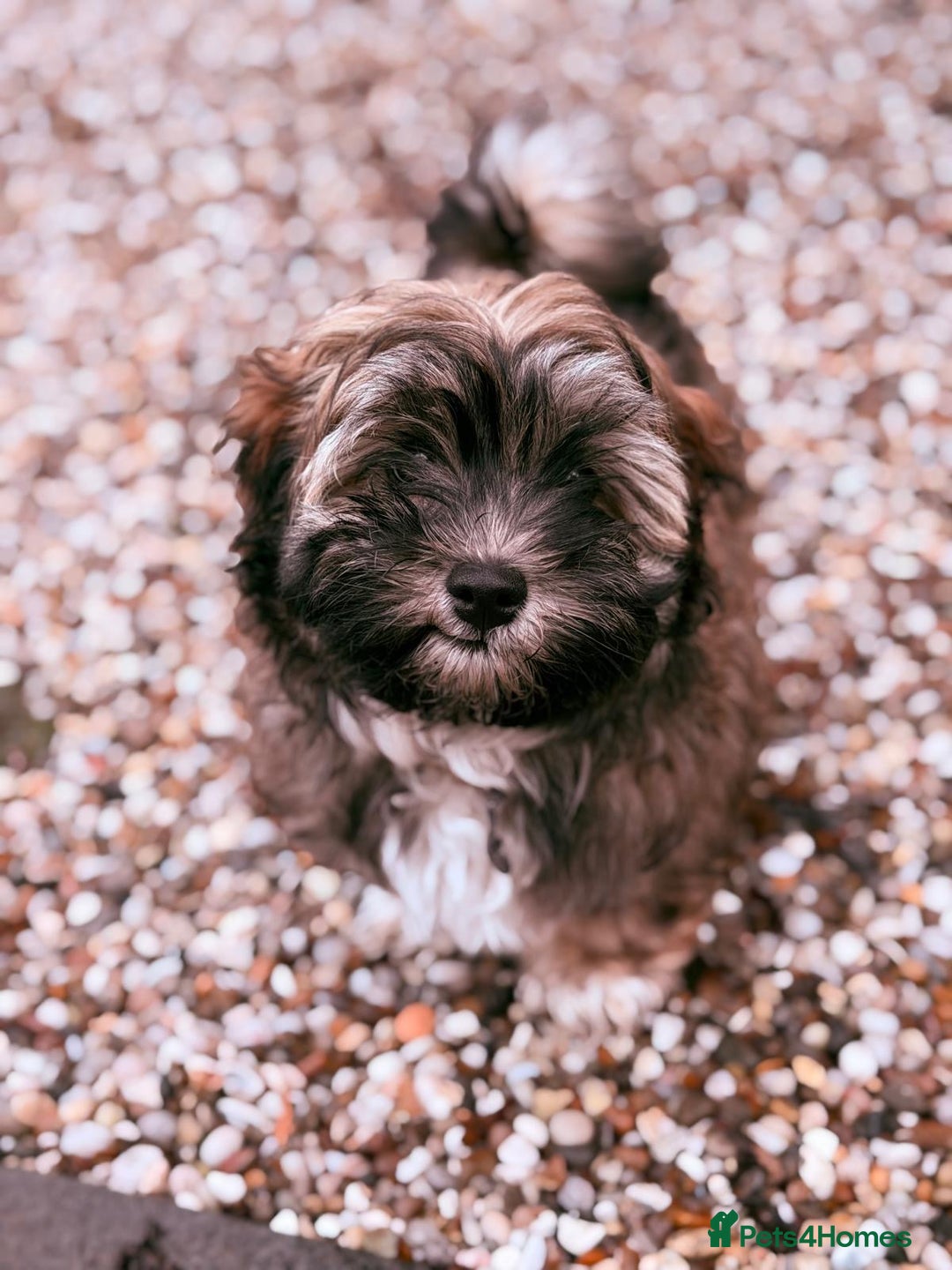 Havanese dogs for sale: KC registered gorgeous male havanese puppy  - Advert 3
