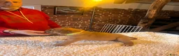 Dogue De Bordeaux dogs for sale: 10 Dogue de Bordeaux puppies for sale  in Maidstone - Advert 11