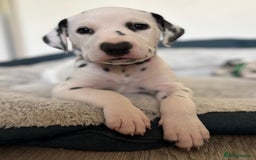 Dalmatian dogs for sale: Stunning mixed litter of Dalmatians  - Image 9