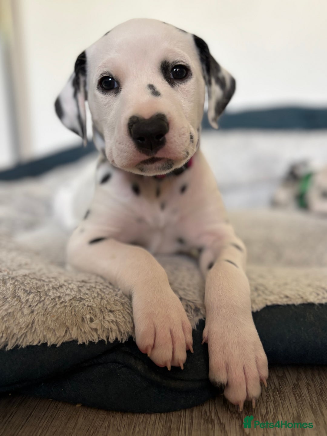 Dalmatian dogs for sale: Stunning mixed litter of Dalmatians  - Image 9