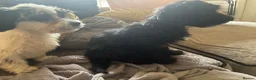 Mixed Breed dogs for sale: Dogs hair don’t fall out look like cokapoos  - Advert 10