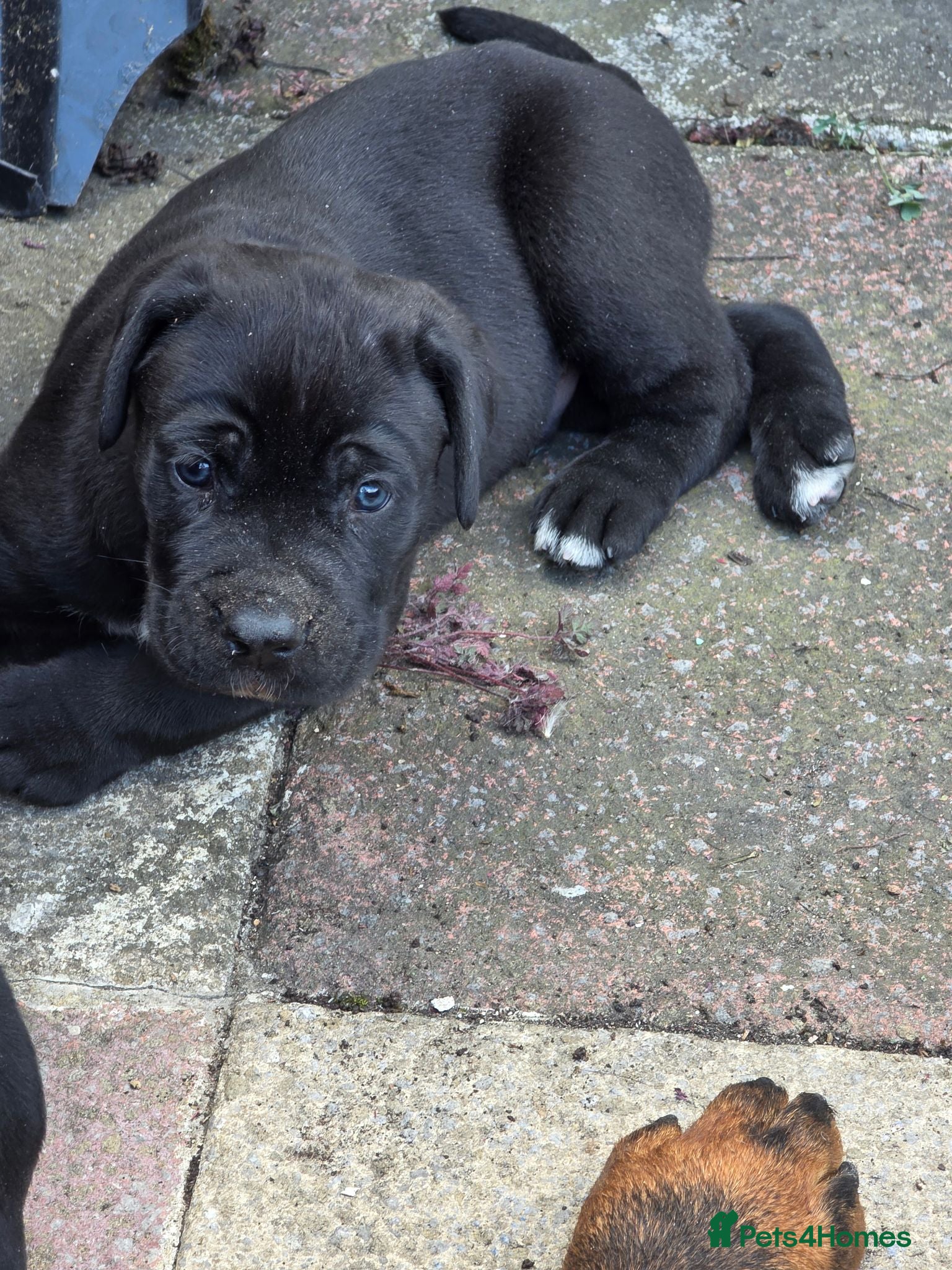 Cane Corso dogs Big chunky boy - Advert 5
