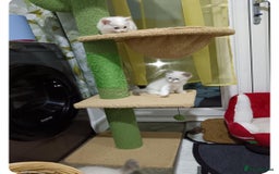 Ragdoll cats for sale: Ragdoll 2 girl🐈 and 3 boy🐈‍⬛. - Image 12