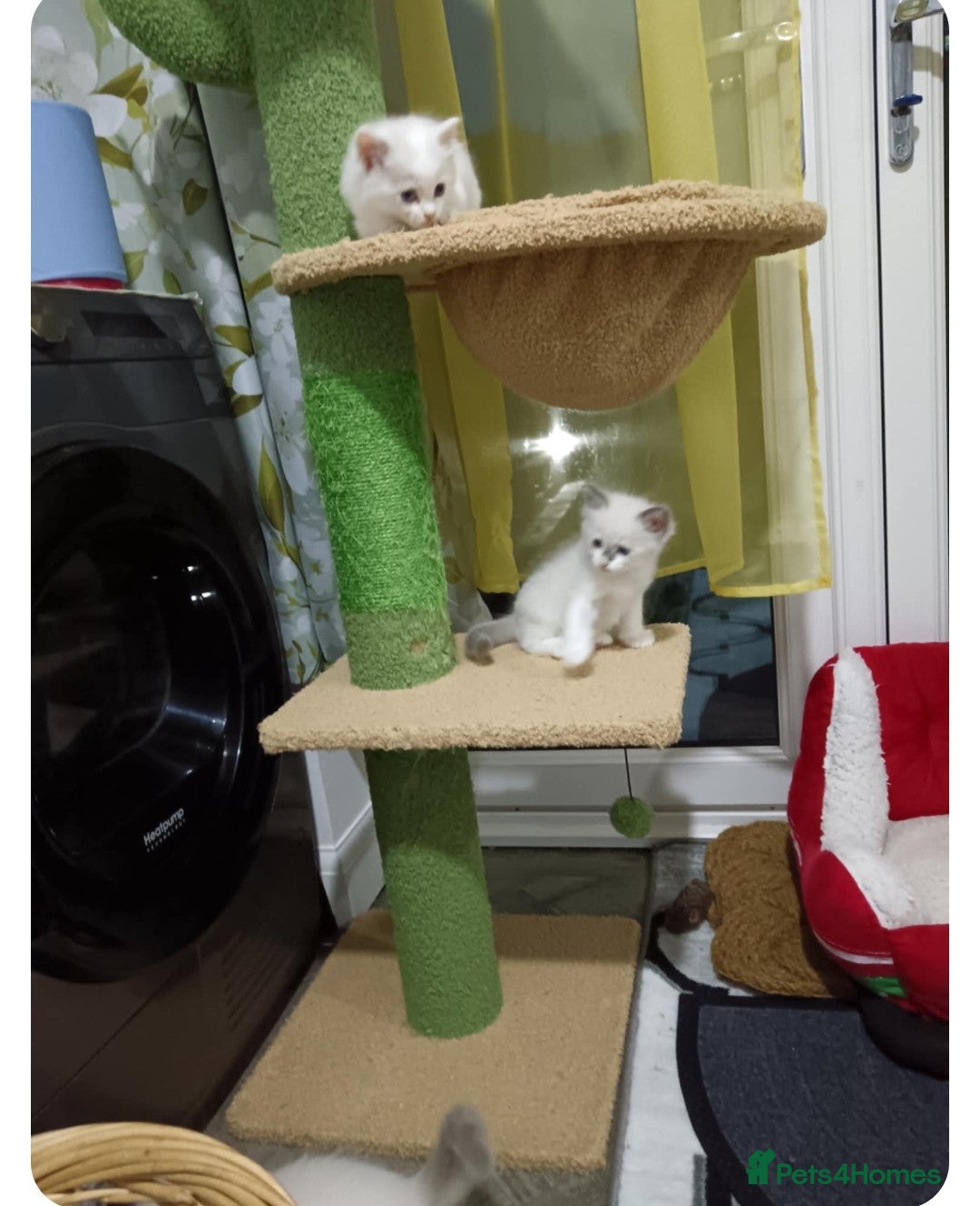 Ragdoll cats for sale: Ragdoll 2 girl🐈 and 3 boy🐈‍⬛. - Image 12