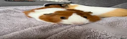 Guinea Pig rodents for sale: Two female bonded guinea pigs  - Advert 3