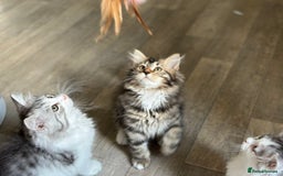 Siberian cats for sale: TICA Hypoallergenic Siberian Kittens family raised - Image 5