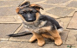 German Shepherd dogs for sale: KC REGISTERED GERMAN SHEPHERD PUPPIES  - Image 13