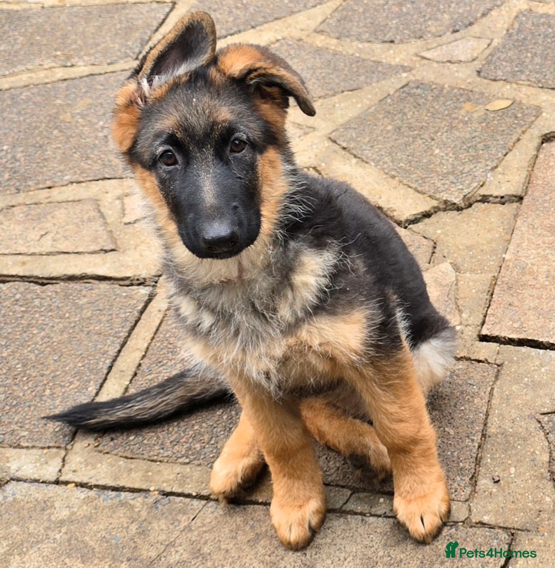 German Shepherd dogs for sale: KC REGISTERED GERMAN SHEPHERD PUPPIES  - Image 13