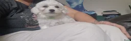 Maltese dogs for sale: Maltese puppy's - Advert 9