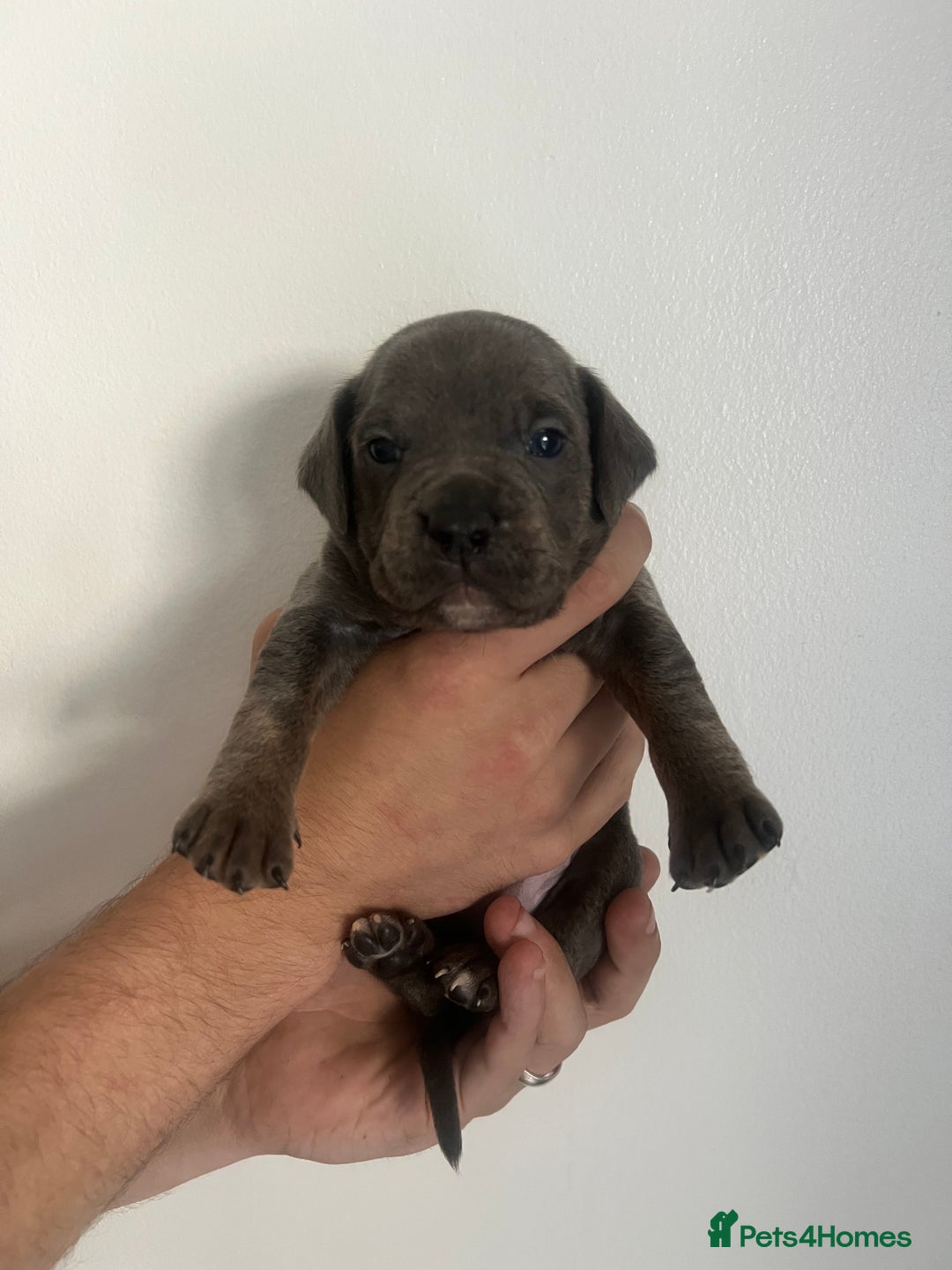 Mixed Breed dogs for sale: 🏡 Staff x American Bulldog Puppies  - Image 15