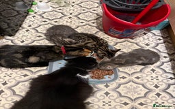 Mixed Breed cats for sale: 2 female kittens  - Image 4