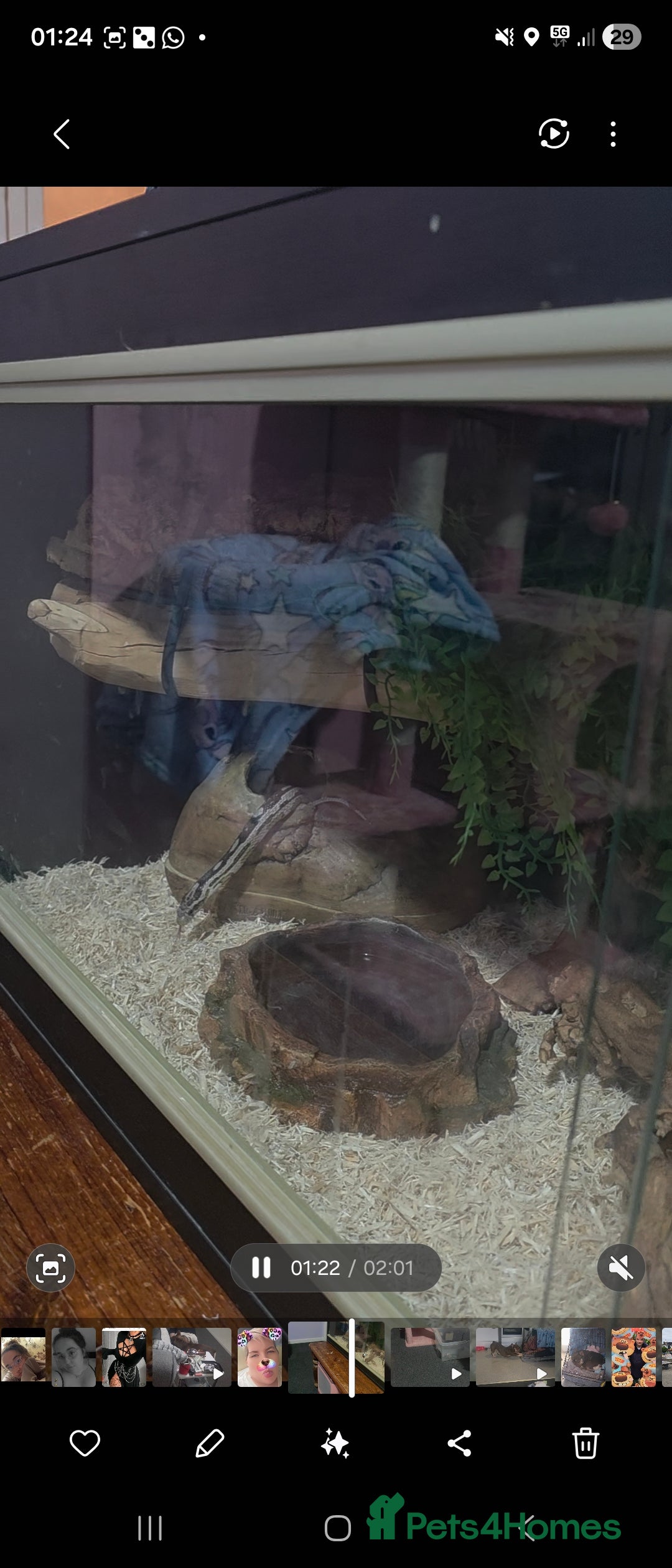 Snake reptiles for sale: Cornsnake  - Advert 4