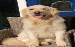 Golden Retriever dogs for stud: Proven and health tested Golden Retriever Stud - Image 2